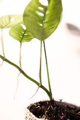 Rhaphidophora puberula